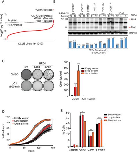 BRD4 Expression Is Sufficient To Transform Immortalized Ovarian Surface