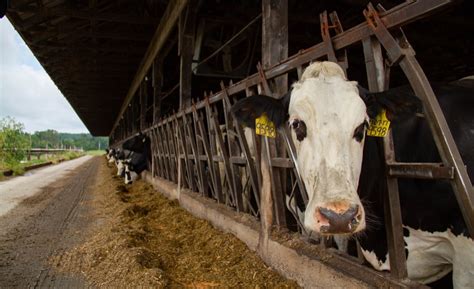 Hershey Land Olakes Join Forces On Sustainable Dairy Pa Initiative