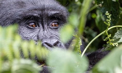 Rwanda Primate Safaris Gorilla Chimpanzee Tours