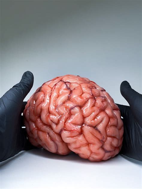 Realistic Human Brain Life Size Anatomical Accurate Etsy UK