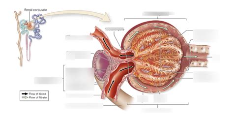 juxtaglomerular apparatus Diagram | Quizlet