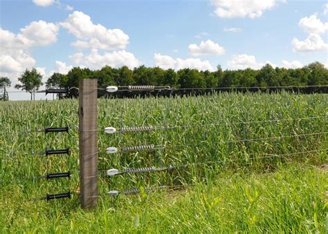 Best Fence For Sheep All You Need To Know