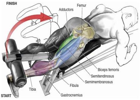 Figure From Eccentric And Concentric Motion Of Hamstring During The