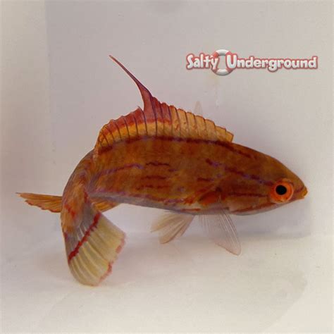 Salty Underground: Carpenter Flasher Wrasse Africa (Paracheilinus ...