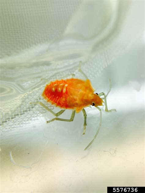 Tomato Stink Bug Arvelius Albopunctatus De Geer 1773