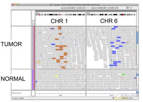 Igv 基因组可视化工具 Sam Note