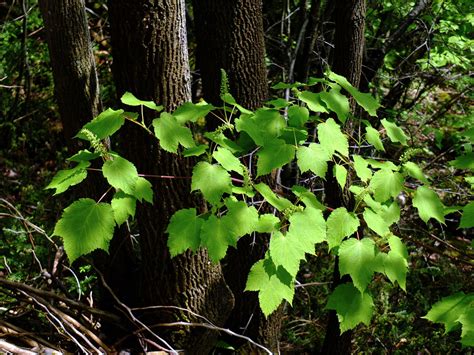 Acer Spicatum Aceraceae Image At Phytoimages Siu Edu