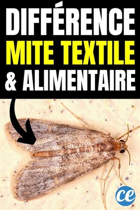 Quelles Sont Les Diff Rences Entre Les Mites Alimentaires Et Les Mites