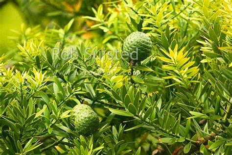 Kauri Tree Agathis Australis Leaves And Mature Cone Far North