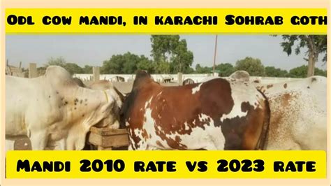 Cow Mandi Karachi Sohrab Goth Rates Vs Rate Vlogging