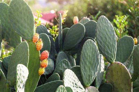 Health Benefits of Nopal Cactus - Facty Health