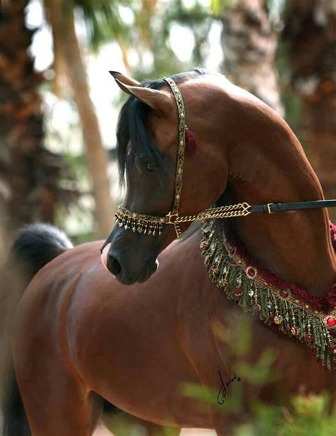 1741 best images about horse tack - Arabian bridles and halters on Pinterest