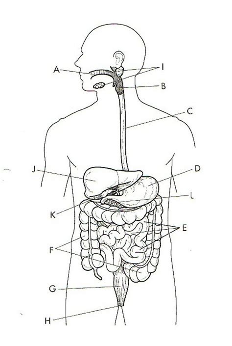 Human Science Digestive Urinary Systems Diagram Quizlet