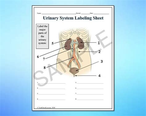 Human Body Systems Labeling Worksheets Activity Printable Bundle