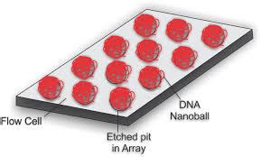 DNA Nanoball Strategy – CrackitToday Affairs