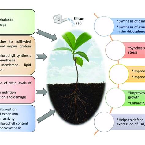 Impact Of Abiotic Stress On Various Aspects Of Plant Growth And