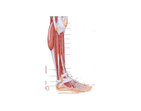 lower leg & foot anatomy Quiz