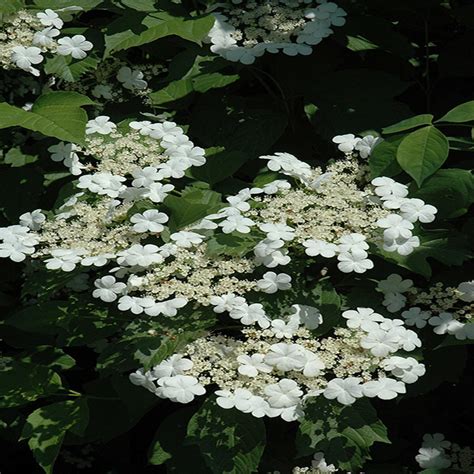 Viburnum Trilobum Bailey Compact Highbush Cranberry Siteone