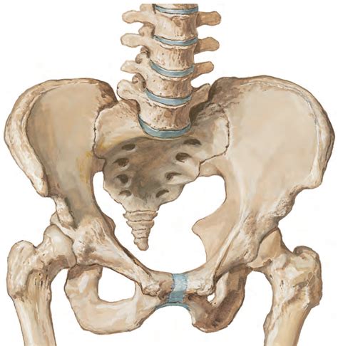 Pelvic Bone Anatomy Diagram | Quizlet