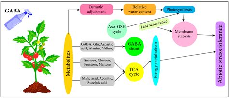 aminobutyric acid gaba  key player  alleviating abiotic stress