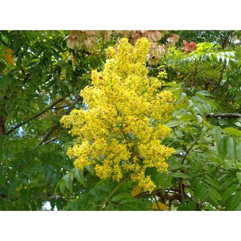 Goldenrain Tree Seeds Koelreuteria Paniculata Price €165