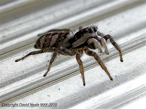 Mini Jumping Spider - Araneae : Photos, Diagrams & Topos : SummitPost