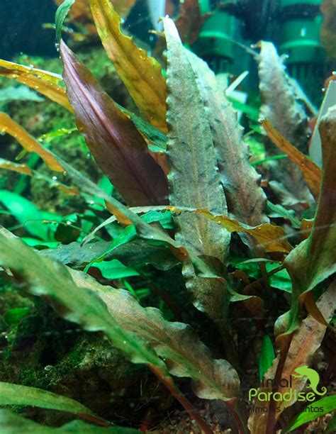 Cryptocoryne Undulata Red 1 2 Grow De Tropica Plantas Para El Acuario