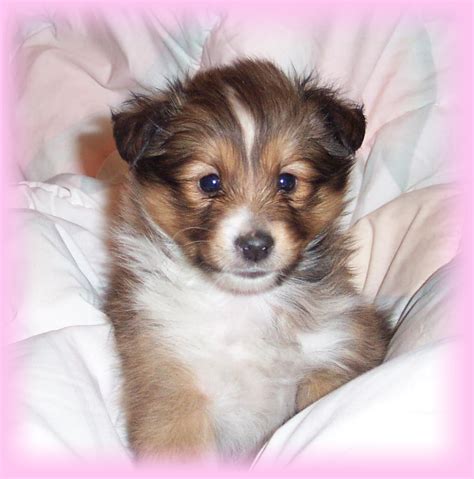 Cute Puppy Dogs: Shetland Sheepdog Puppies