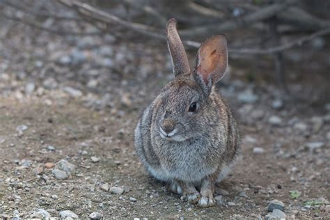 Riparian brush rabbit on trail | FWS.gov