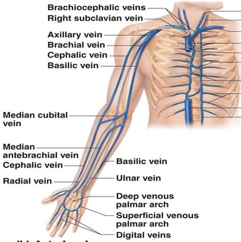 Vascular Ultrasound Ch Upper Extremity Venous Imaging Flashcards