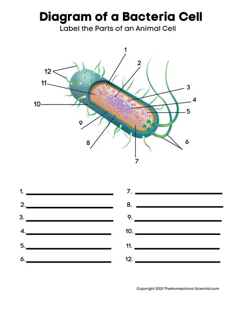 Cell Biology Parts Of A Cell Video… English Esl Worksheets Pdf