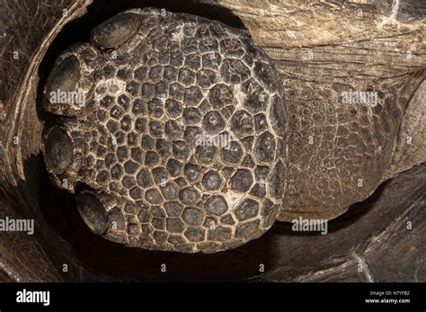 Tortue G Ante Des Galapagos Chelonoidis Nigra Foot Le Loup Le