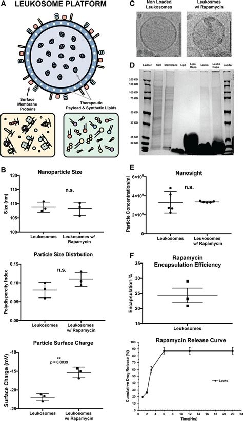 Rapamycin Loaded Biomimetic Nanoparticles Reverse Vascular Inflammation