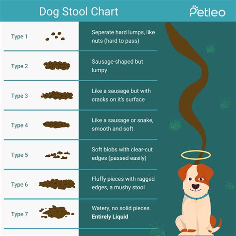 What Should I Do If My Dogs Poop Is Hard