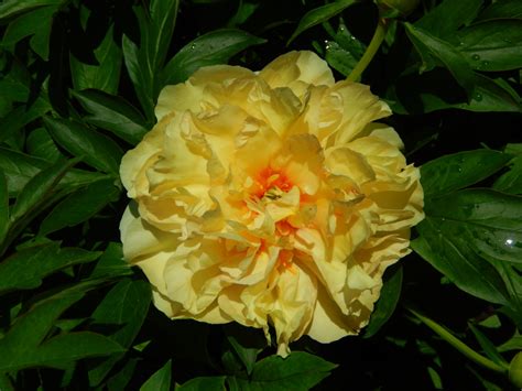 Кенари Бриллиантс — Пионы Дорофеевых