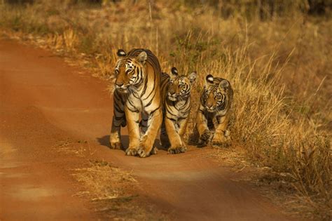 Tadoba Jungle Safari – Roaming Tides Tours & Travels