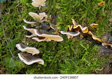 17,804 Parasitic Fungi Images, Stock Photos, 3D objects, & Vectors ...