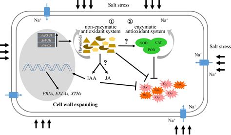 Frontiers Heterologous Overexpression Of Apocynum Venetum Flavonoids