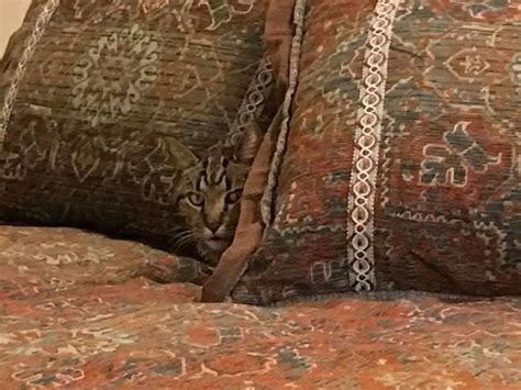 18 забавных и немного пугающих случаев, когда котики становились очень ...