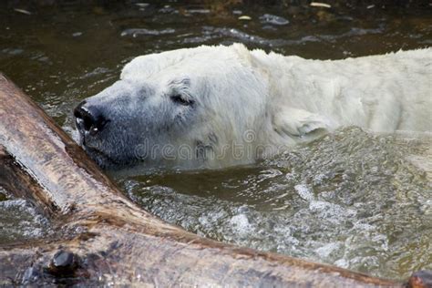 Polar Bear Playing in Water Stock Image - Image of global, attacking ...