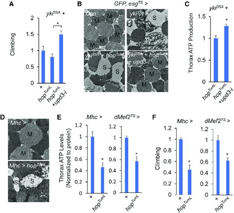 Upd Jak Stat Signaling Impairs Muscle Mitochondrial Homeostasis A C