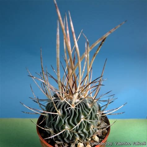 Echinofossulocactus Longispinus