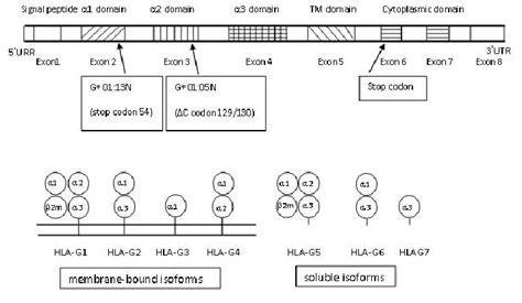 Structure Of The Hla G Gene And Hla G Isoforms The Hla G Gene Consists