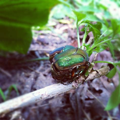 Green Peach Beetles Project Noah