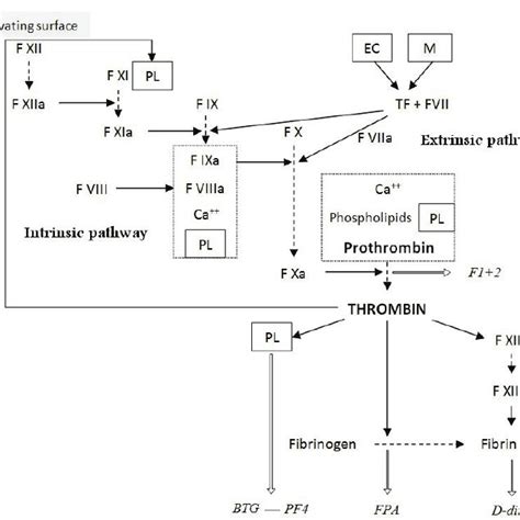 Potential role of intestinal tissue kallikrein – kinin system in... | Download Scientific Diagram