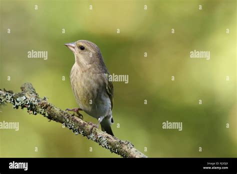 Female greenfinch identification hi-res stock photography and images ...