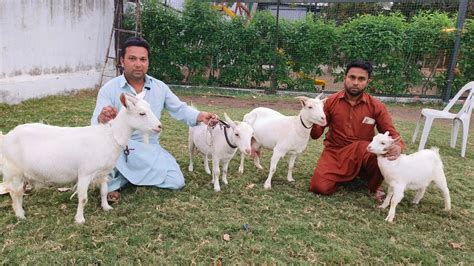 Quality Bantam Goats At Ms Barbari Goat Farm Aurangabad Youtube