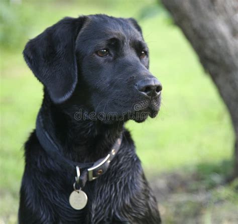 黑色拉布拉多猎犬小狗 库存图片 图片 包括有 夏天 小狗 结构树 标签 阳光 衣领 猎犬 森林 23117569