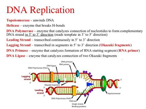 Dna Replication Sintesis