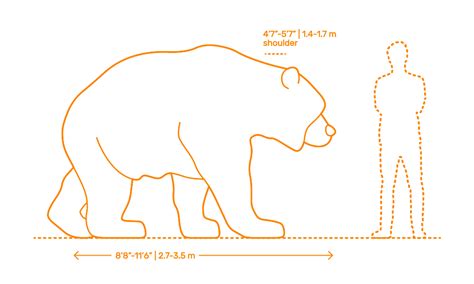 Bear Size Comparison Chart